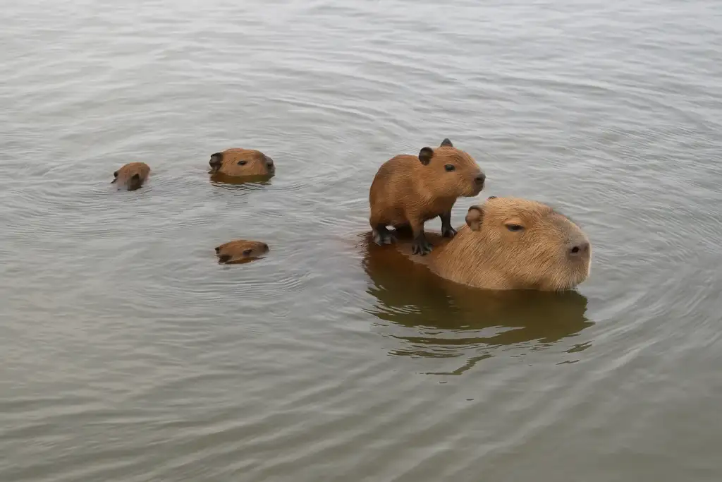 My mama is my Metro A group of baby capybaras swimming in water, with one baby capybara riding on an adult's back.