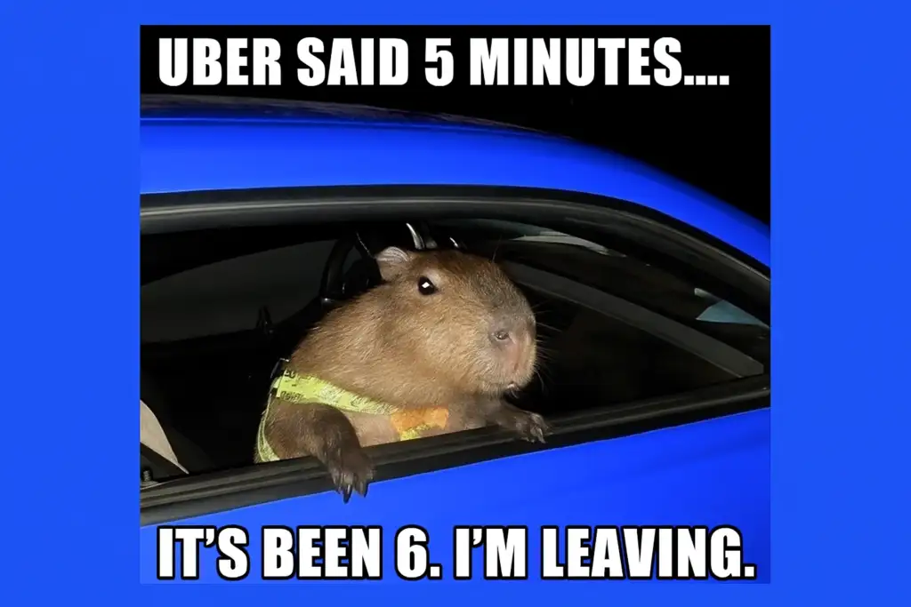 Capybara impatiently waiting in a car, peeking out of the window with a serious face, captioned “Uber said 5 minutes… it’s been 6. I’m leaving.”