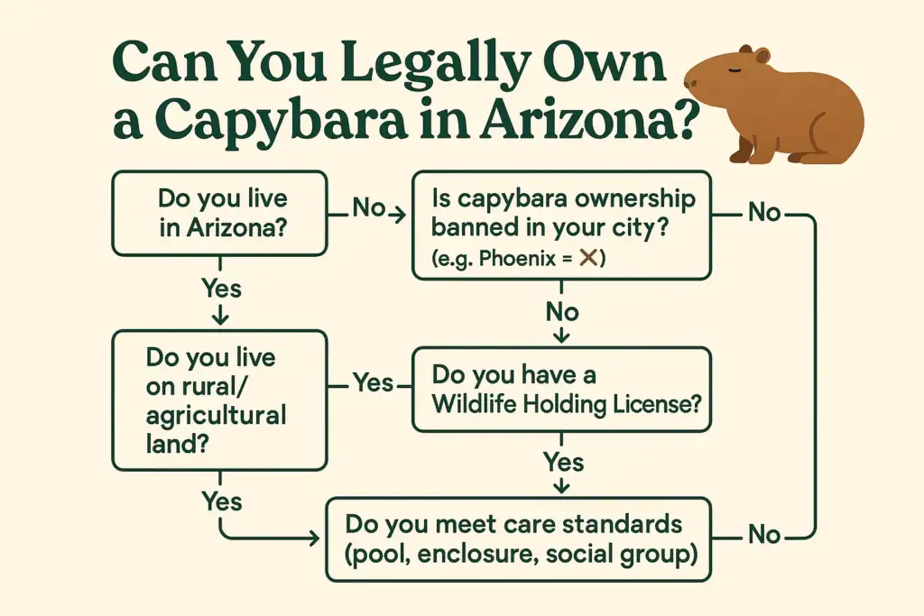 Flowchart showing the legal process for owning a capybara in Arizona, with questions about location, wildlife license, and care standards.
