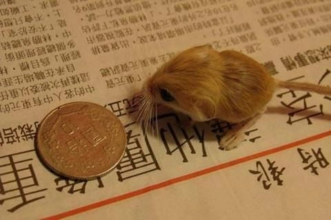 Pygmy Jerboa (Salpingotulus michaelis) in front of coin. Coin is used to show the size of the Pygmy Jerboa.