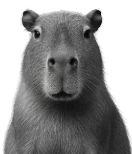 "Close-up of a capybara with a serious expression, isolated on a black background