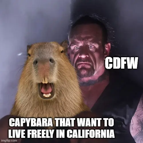 In this image there is a capybara that wants to live freely in california but there is Undertaker behind it mentioned as CDFW department and is looking with killer eyes at him.