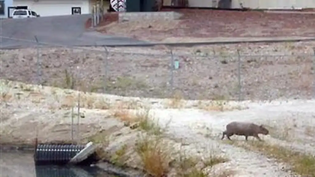 capybara in paso robles, california