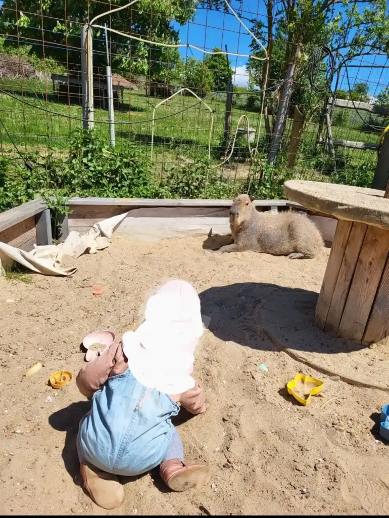 There is a baby trying to play with capybara. The capybara is pet at their home.